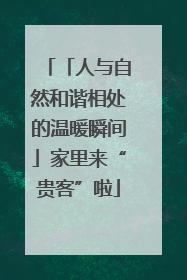 「人与自然和谐相处的温暖瞬间」家里来“贵客”啦