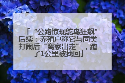 “公路惊现鸵鸟狂飙”后续：养殖户称它与同类打闹后“离家出走”，跑了1公里被找回