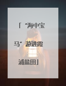 “海中宝马”游进霞浦盐田
