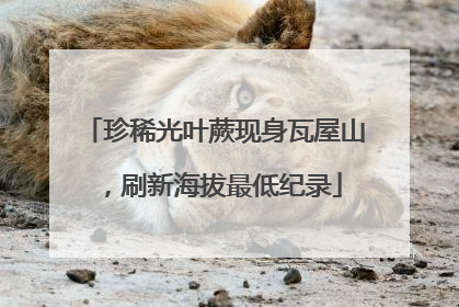 珍稀光叶蕨现身瓦屋山，刷新海拔最低纪录