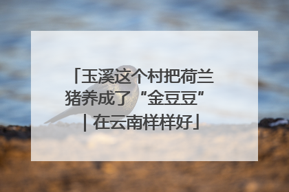 玉溪这个村把荷兰猪养成了“金豆豆”｜在云南样样好