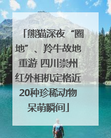 熊猫深夜“圈地”、羚牛故地重游 四川崇州红外相机定格近20种珍稀动物呆萌瞬间