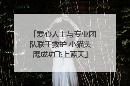 爱心人士与专业团队联手救护 小猫头鹰成功飞上蓝天