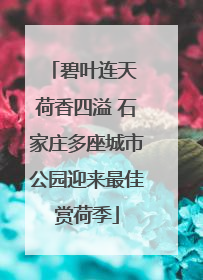 碧叶连天 荷香四溢 石家庄多座城市公园迎来最佳赏荷季