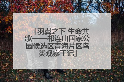 羽翼之下 生命共歌——祁连山国家公园候选区青海片区鸟类观察手记