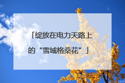 绽放在电力天路上的“雪域格桑花”