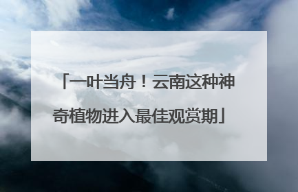 一叶当舟！云南这种神奇植物进入最佳观赏期