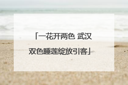 一花开两色 武汉双色睡莲绽放引客