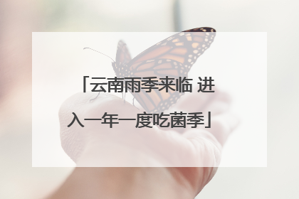 云南雨季来临 进入一年一度吃菌季