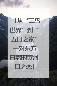 从“二鸟世界”到“五口之家” 一对东方白鹳的黄河口之恋