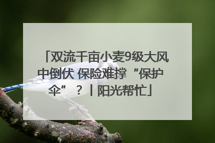 双流千亩小麦9级大风中倒伏 保险难撑“保护伞”？丨阳光帮忙
