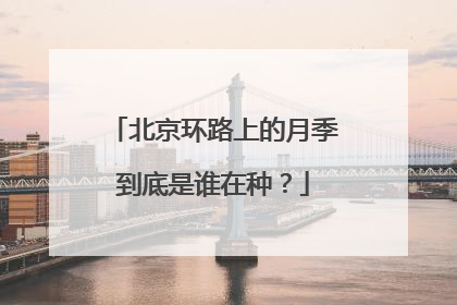 北京环路上的月季到底是谁在种？