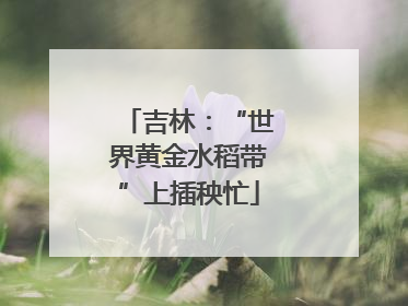 吉林：“世界黄金水稻带”上插秧忙