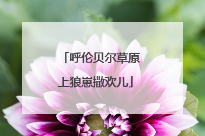 呼伦贝尔草原上狼崽撒欢儿
