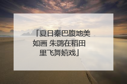 夏日秦巴腹地美如画 朱鹮在稻田里飞舞嬉戏