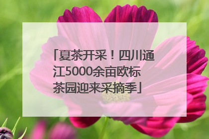 夏茶开采！四川通江5000余亩欧标茶园迎来采摘季