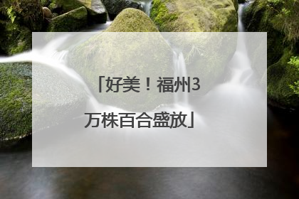 好美！福州3万株百合盛放