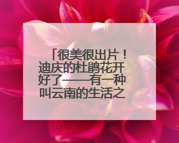很美很出片！迪庆的杜鹃花开好了——有一种叫云南的生活之365天
