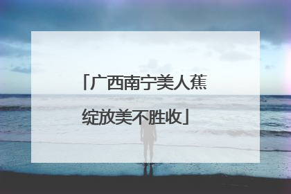 广西南宁美人蕉绽放美不胜收