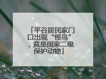 平谷居民家门口出现“怪鸟”，竟是国家二级保护动物
