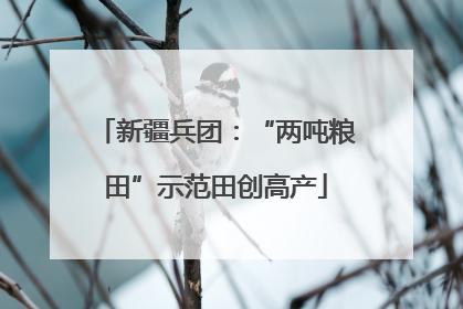 新疆兵团：“两吨粮田”示范田创高产