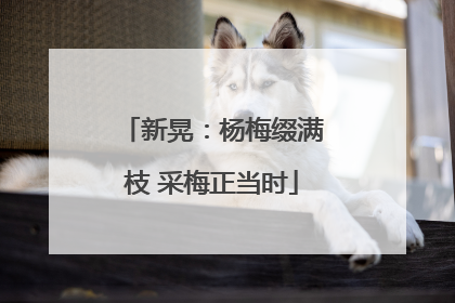 新晃：杨梅缀满枝 采梅正当时
