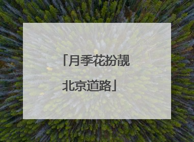 月季花扮靓北京道路