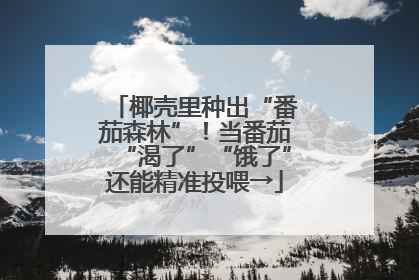 椰壳里种出“番茄森林”！当番茄“渴了”“饿了”还能精准投喂→