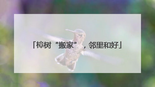 樟树“搬家”,邻里和好