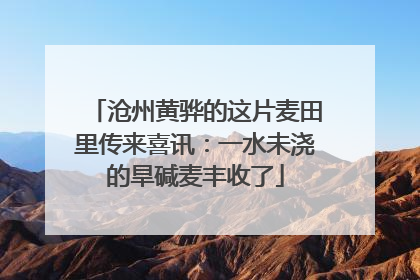 沧州黄骅的这片麦田里传来喜讯：一水未浇的旱碱麦丰收了