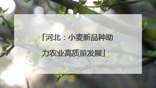 河北：小麦新品种助力农业高质量发展