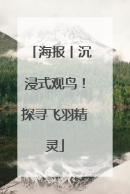 海报丨沉浸式观鸟！探寻飞羽精灵