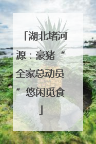湖北堵河源：豪猪“全家总动员”悠闲觅食