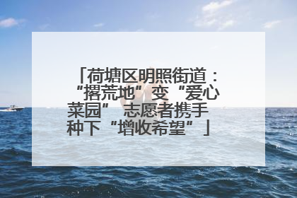 荷塘区明照街道：“撂荒地”变“爱心菜园” 志愿者携手种下“增收希望”