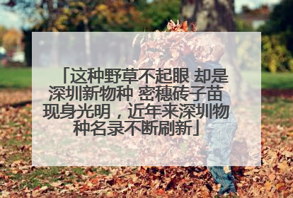 这种野草不起眼 却是深圳新物种 密穗砖子苗现身光明，近年来深圳物种名录不断刷新