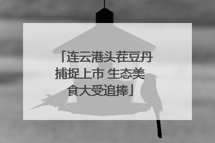 连云港头茬豆丹捕捉上市 生态美食大受追捧
