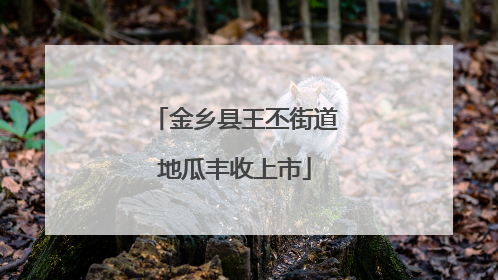 金乡县王丕街道地瓜丰收上市
