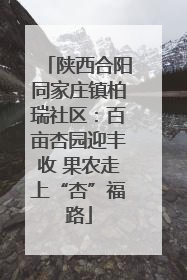 陕西合阳同家庄镇柏瑞社区：百亩杏园迎丰收 果农走上“杏”福路