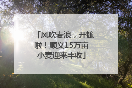 风吹麦浪，开镰啦！顺义15万亩小麦迎来丰收