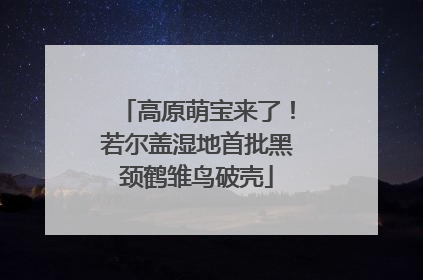 高原萌宝来了！若尔盖湿地首批黑颈鹤雏鸟破壳