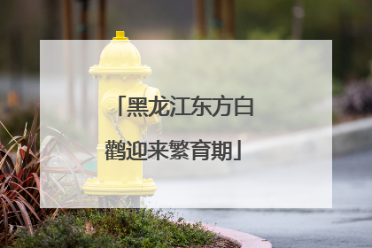 黑龙江东方白鹳迎来繁育期